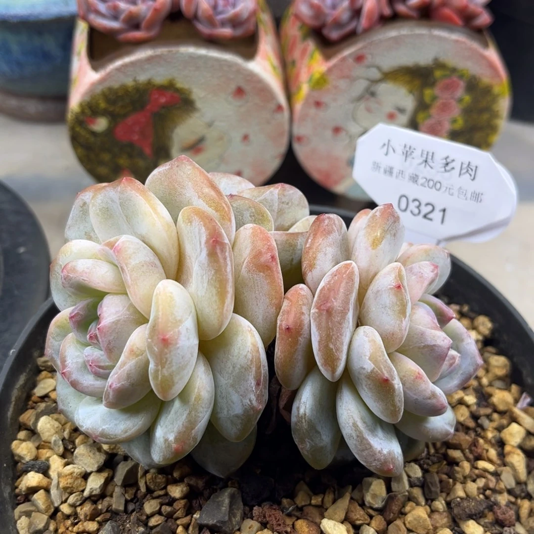 黄底紫心321/10cm3头