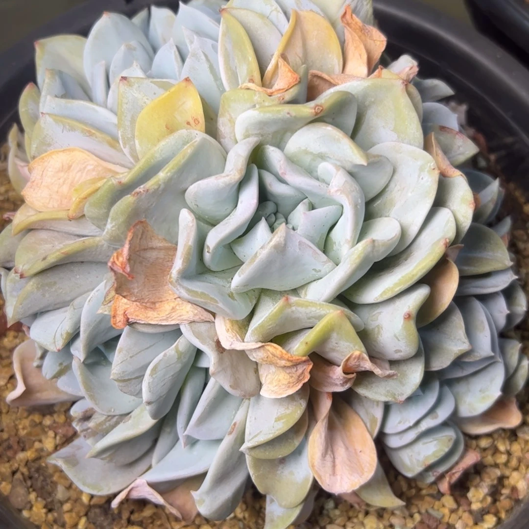 雪特多肉，一物一拍