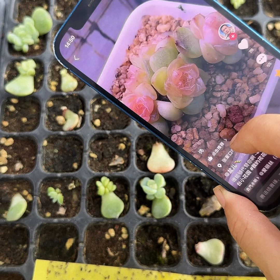 糖钻3 中苗穴一个满25包邮