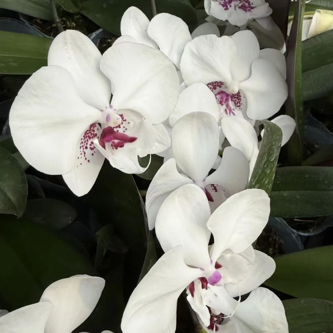 植趣花卉【时空】3.5加高开花株 单双混发