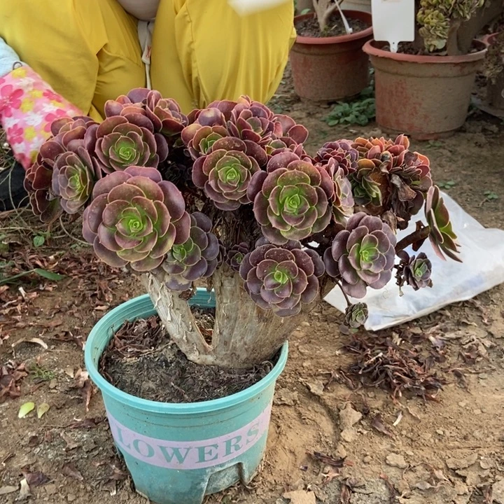 上***儿东029欧紫缀化lz老桩