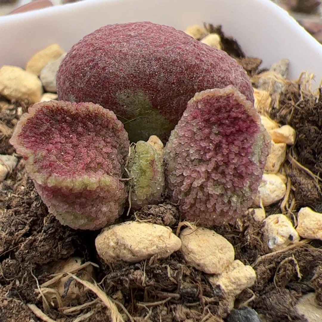 实生低叶苗多肉植物水泡多肉植物