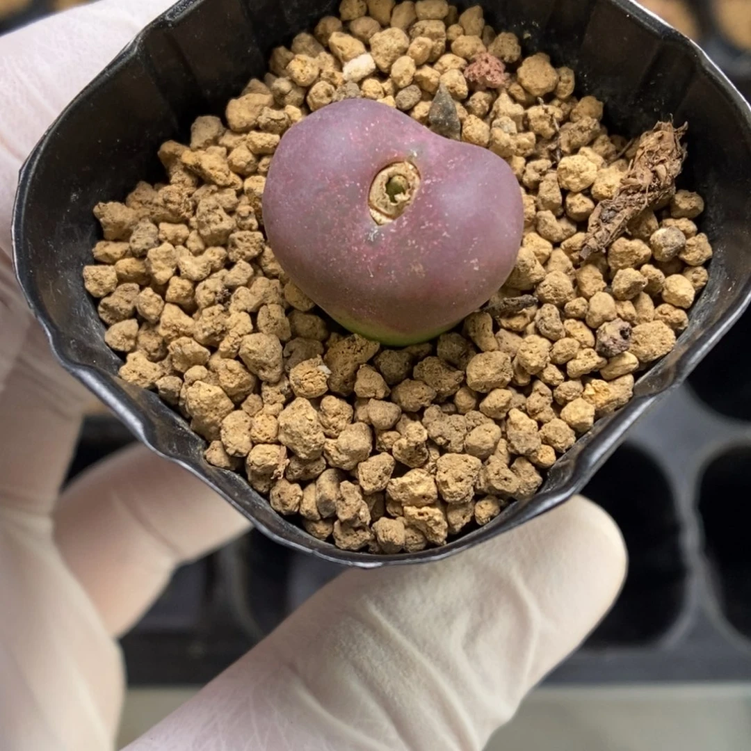 多肉植物肉锥杂交K-558 吕杂安贞