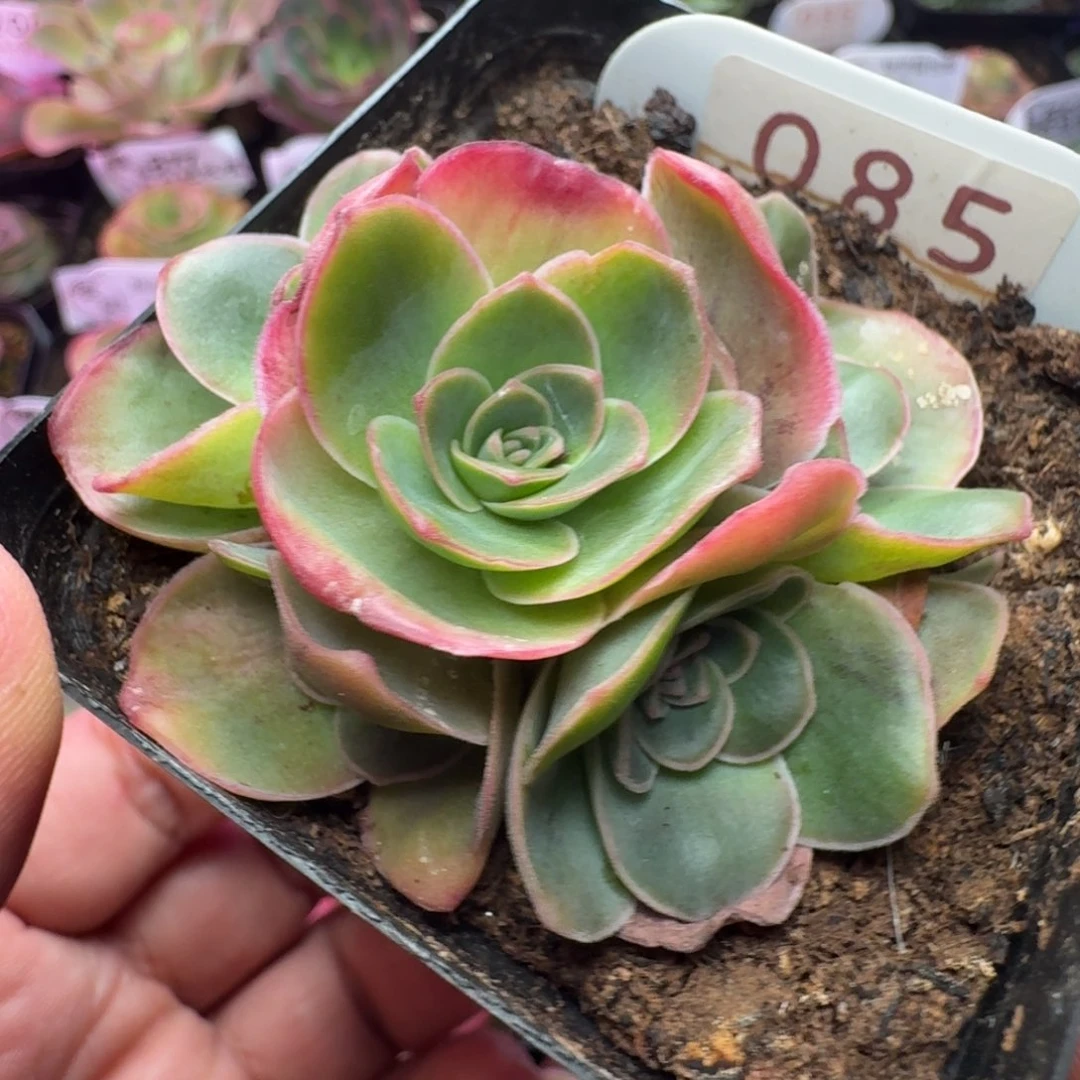 楹楹-85冠幅  3CM