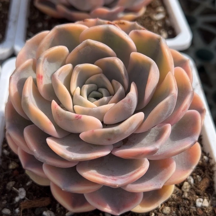 汉堡锦一物一拍锦龙福利