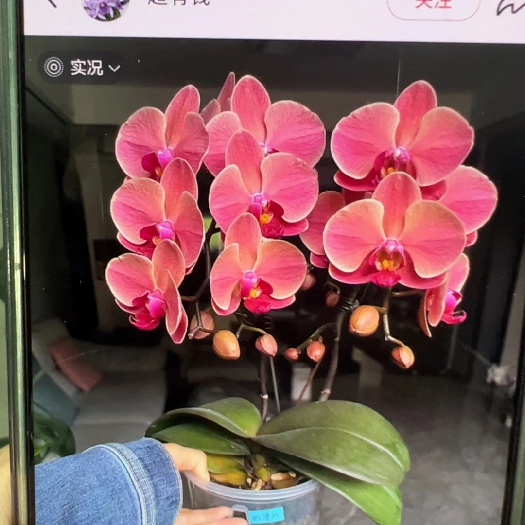 当前无花栽培后可以开花纳博纳带剑，凑单发货
