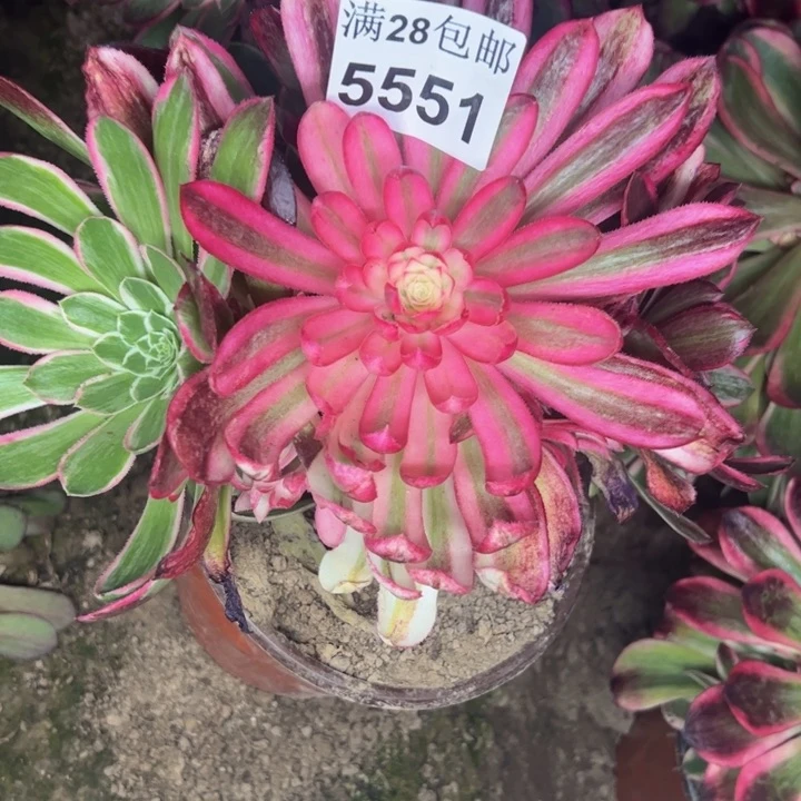 5551南万花筒多肉植物