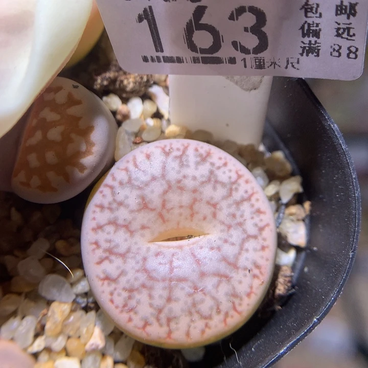 精品生石花35.163