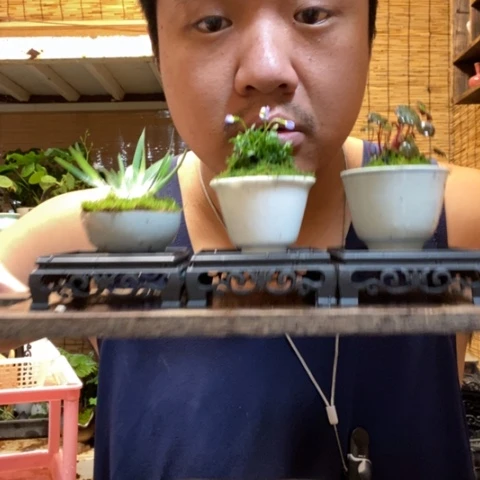 红陶一物一拍所见即所得47