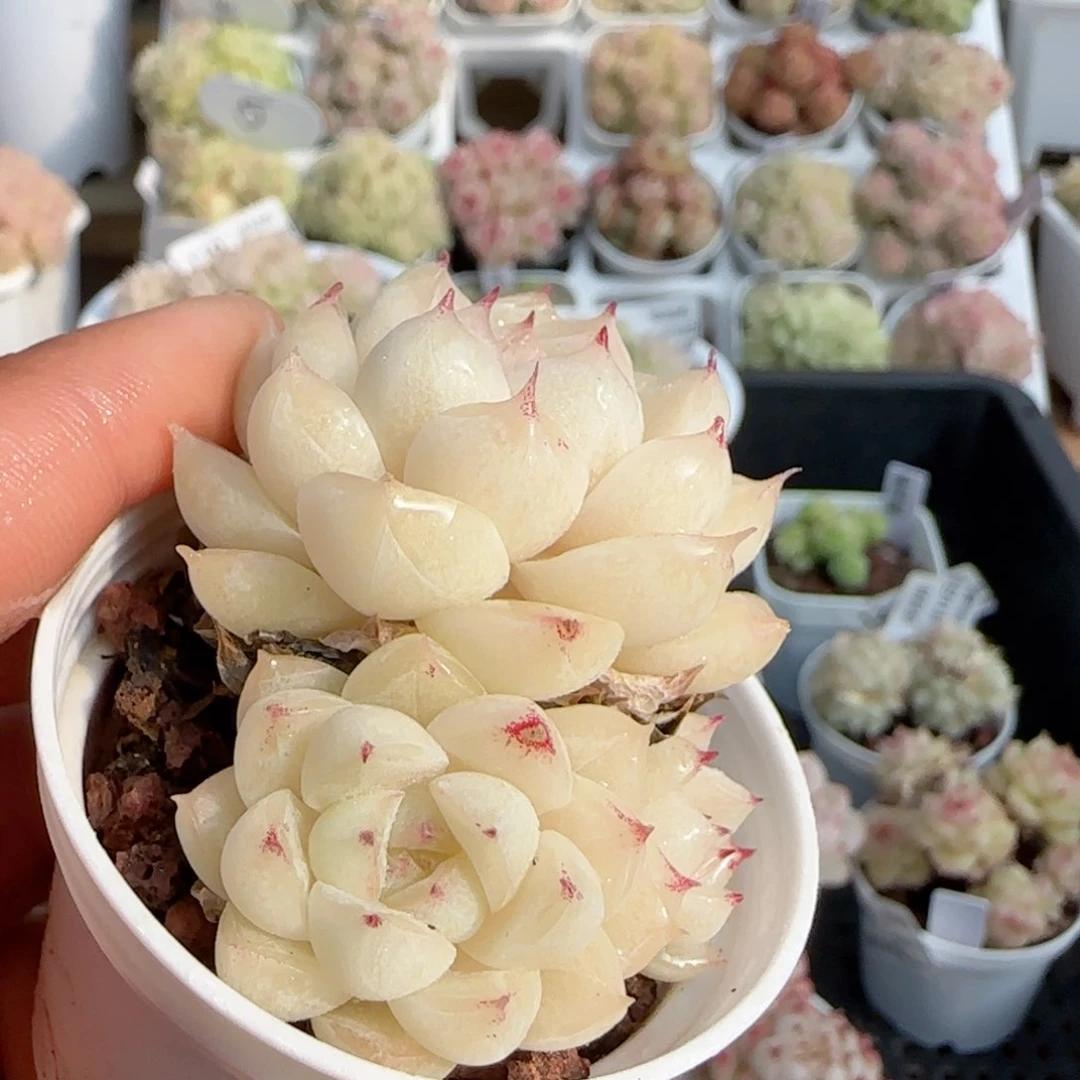 【闪购商品】0118-135小魔仙