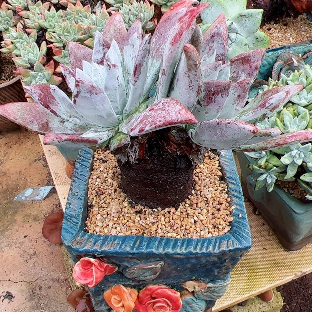 2625流丹白毫杂交仙女杯