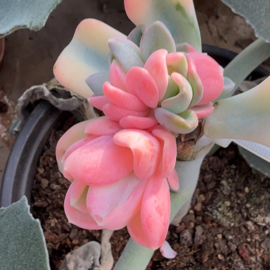 美尻锦底座，多肉锦