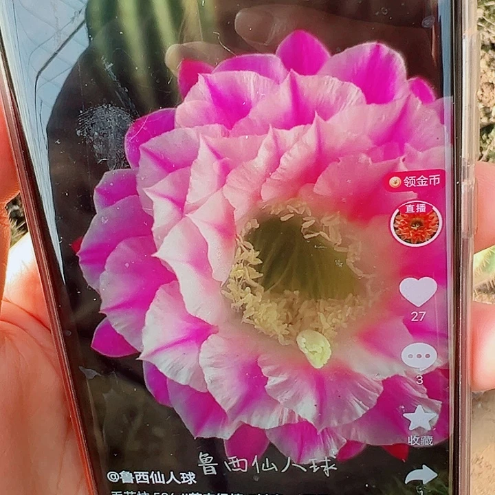 毛花柱3-586  13公分左右 瑕疵