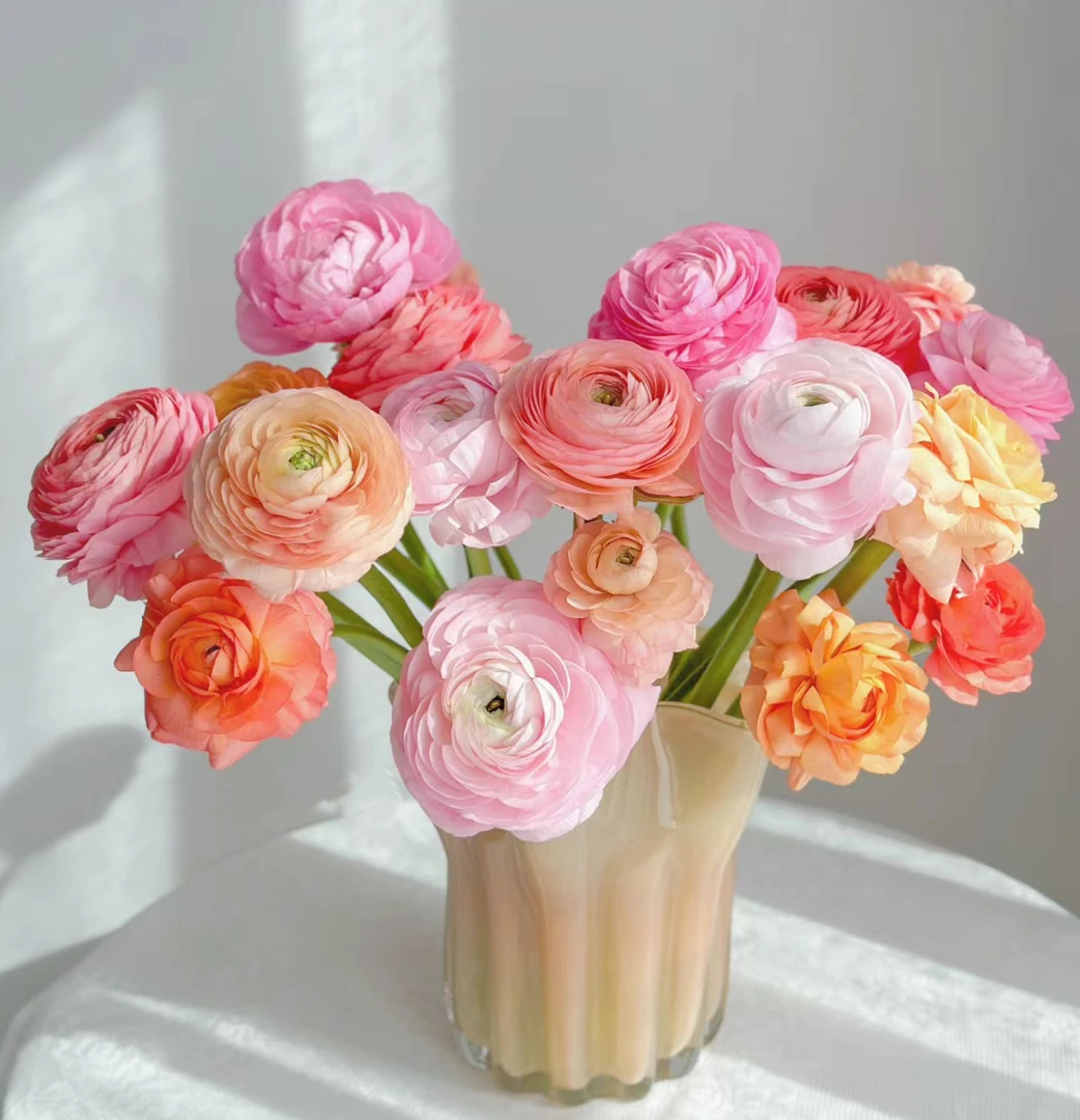 【如熙臻品】随机色巨型洋牡丹 （5支）（注意：实物以直播间展示为准哦