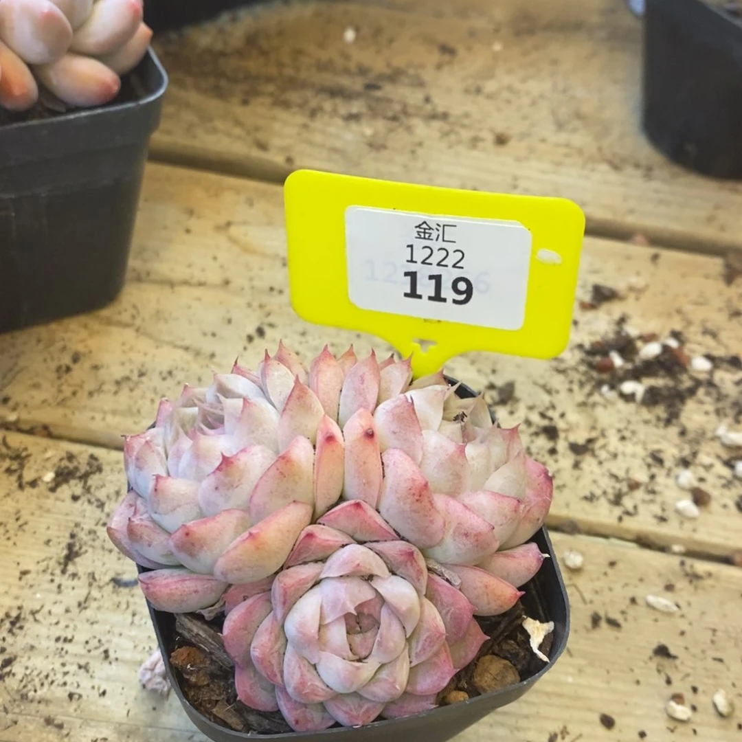 月影多头。1222119