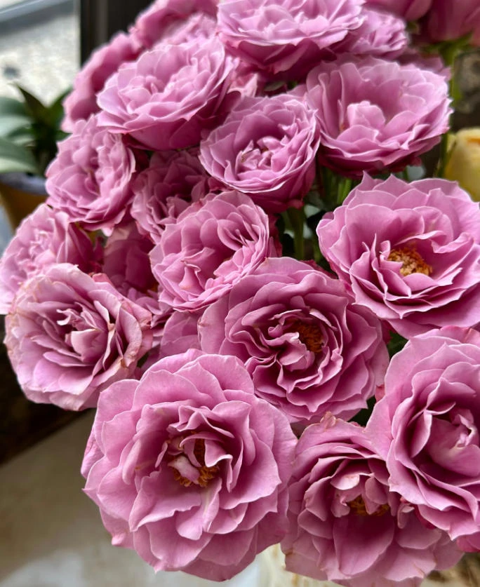 稀有小众紫芸多头玫瑰紫色香味开炸花型玫瑰新鲜鲜花云南基地直发