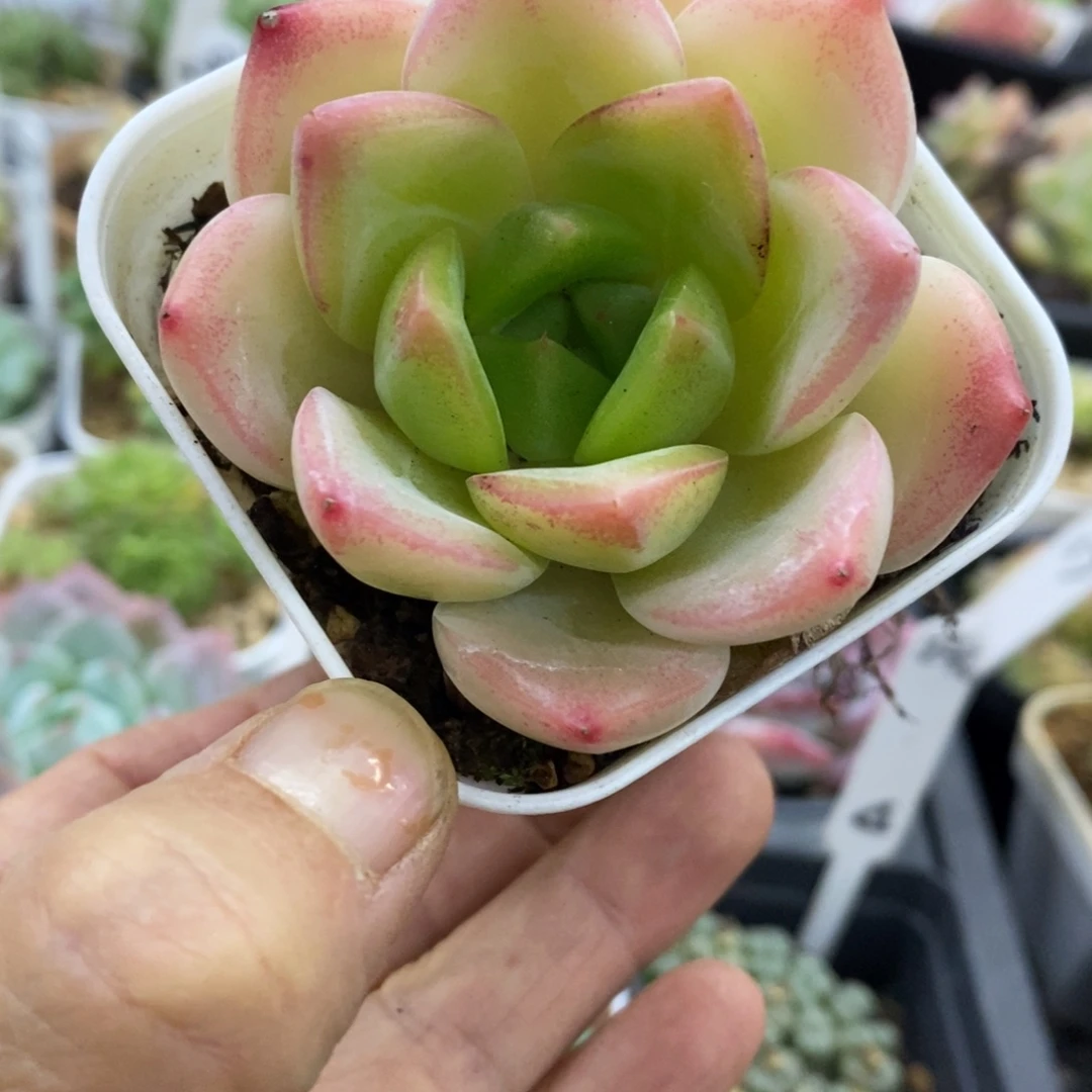 精品多肉一物一拍不包整269