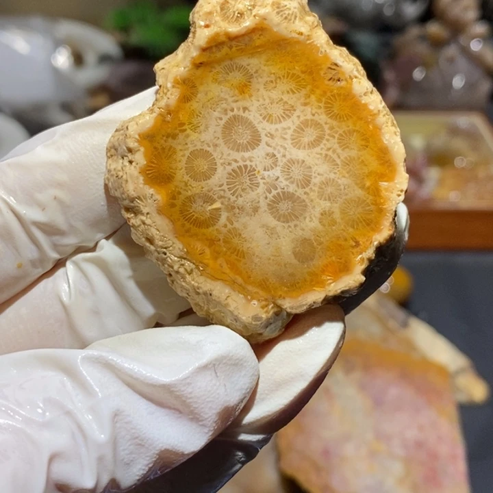 【闪购商品】未镶嵌珊瑚玉硅化玉