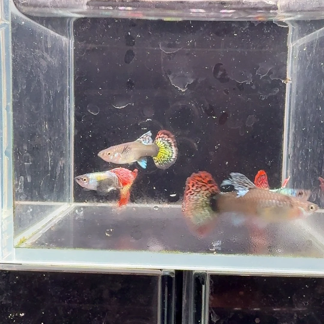 孔雀鱼大背红龙2对