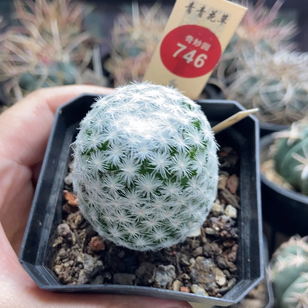 实生大型春星4cm一棵仙人球