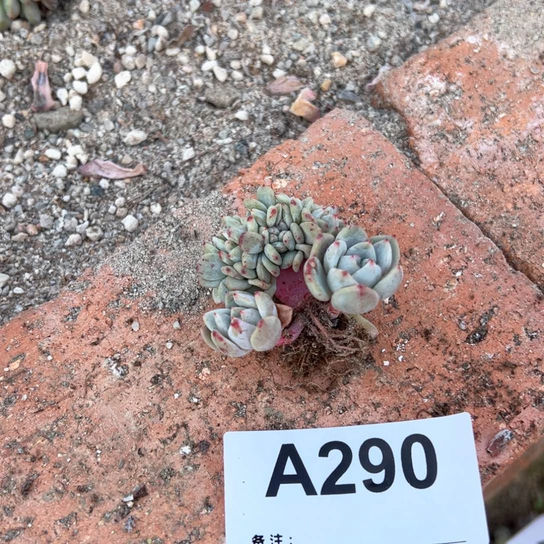 生***心290多肉多肉多肉多肉