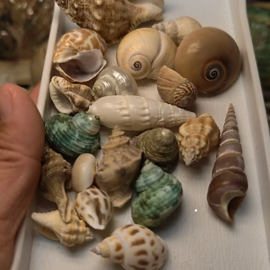 石材寄居蟹替换壳