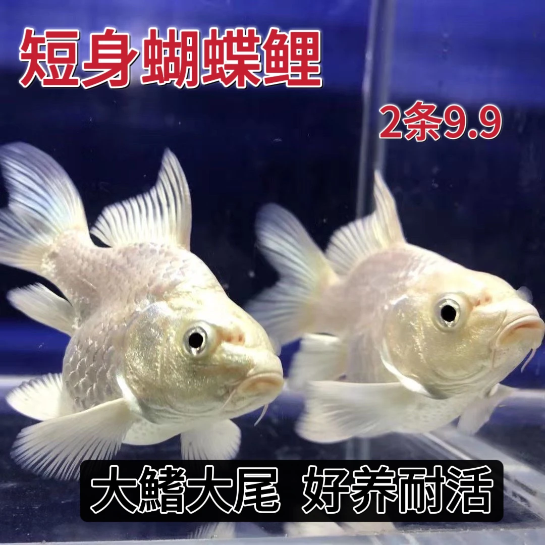 正宗台湾蝴蝶鲤 短身大鳍大尾巴 淡水观赏鱼