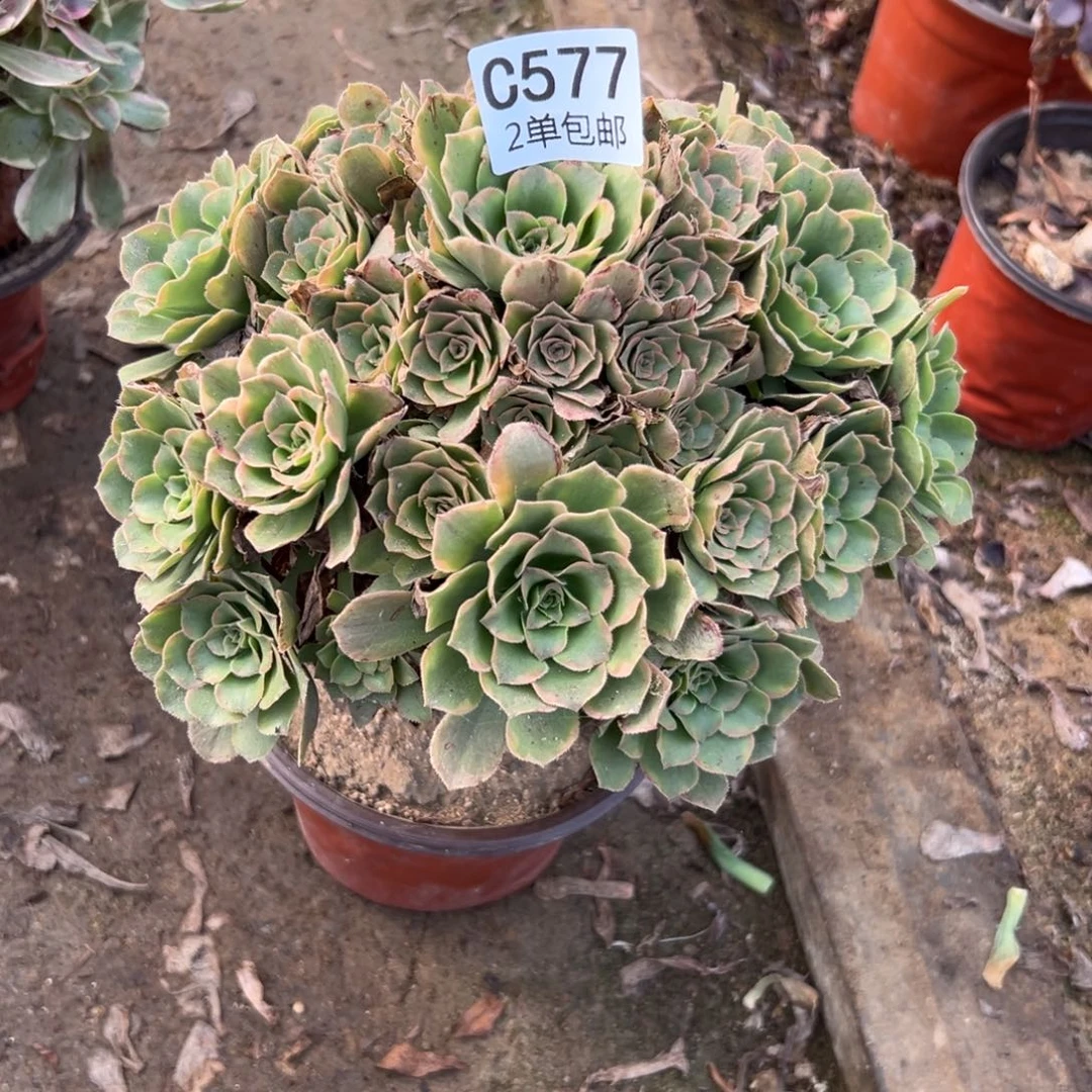 577多肉  金秋不包断头