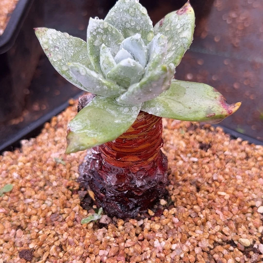 6380苹果雪山仙女杯