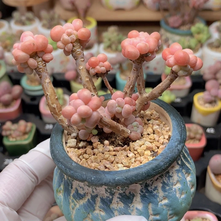 102 鱼子酱 群生 状态漂亮