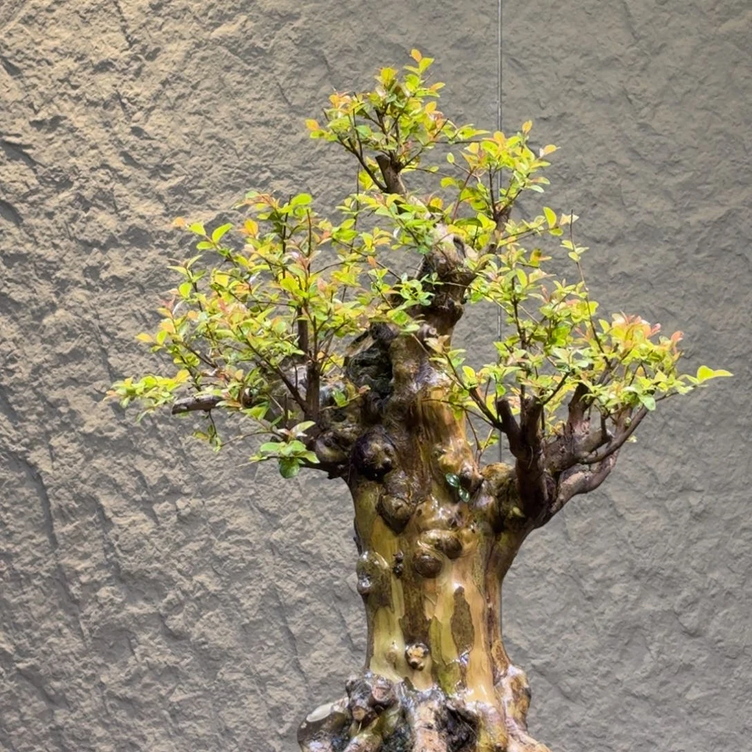 无花朵红花紫薇一物一拍