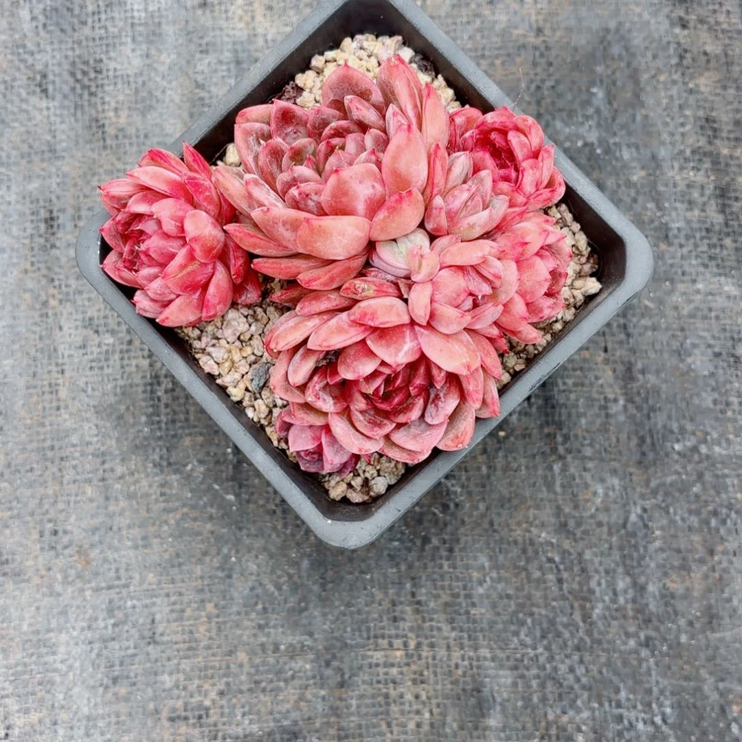 蘭***我们要好好学习啊哈哈