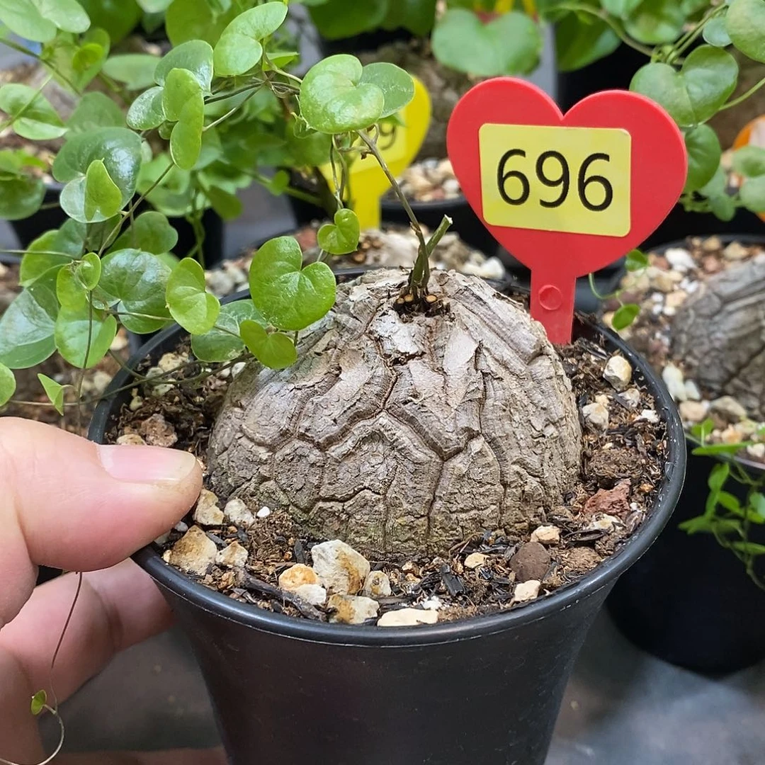 南非龟甲龙龟甲龙