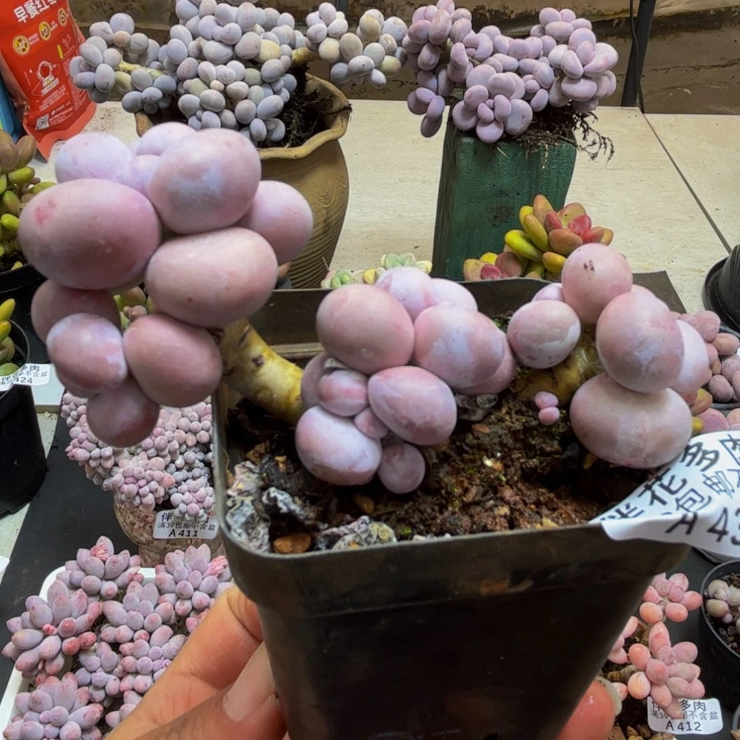 439/8cm芭比奶酪多肉植物