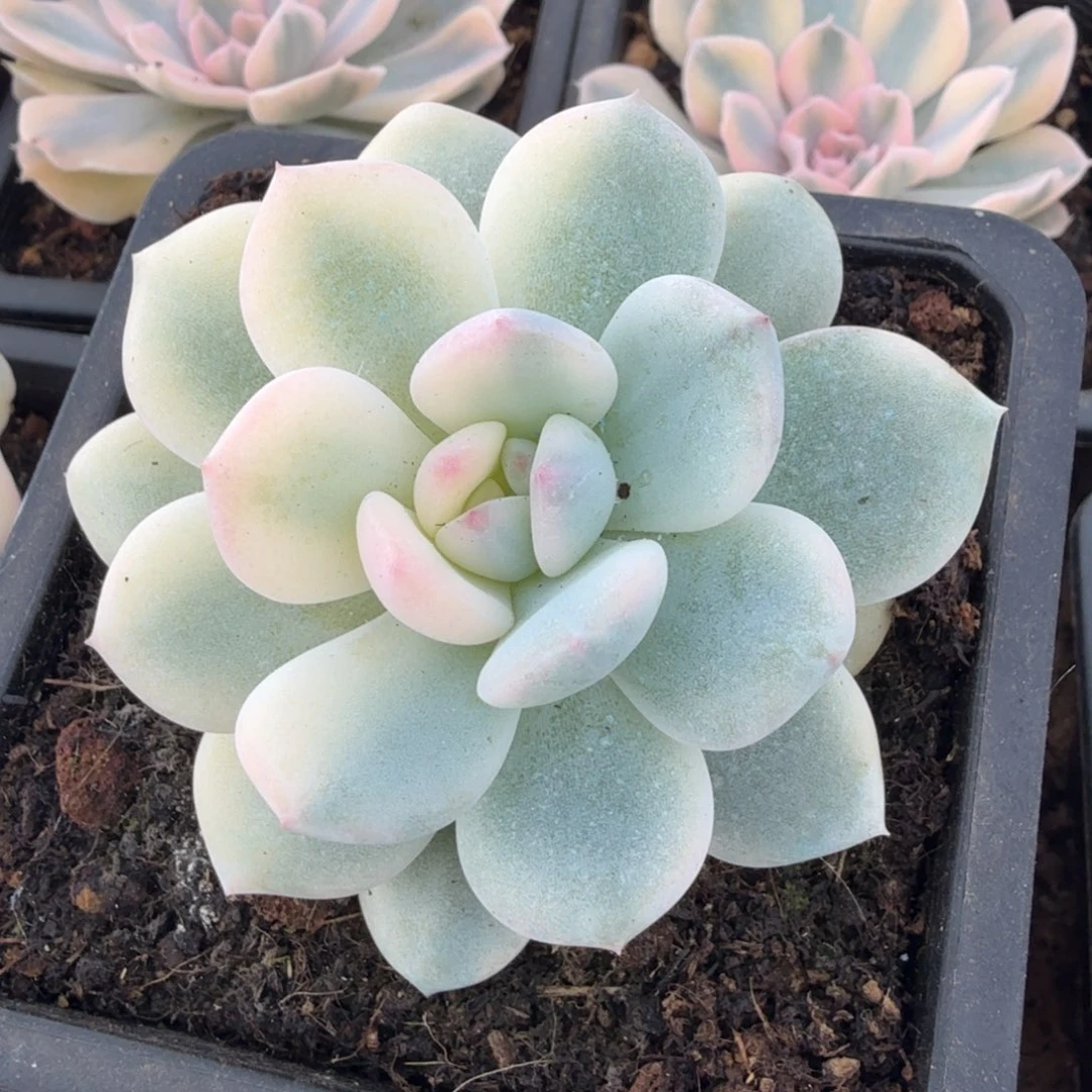 橙梦露锦潜力股大锦边