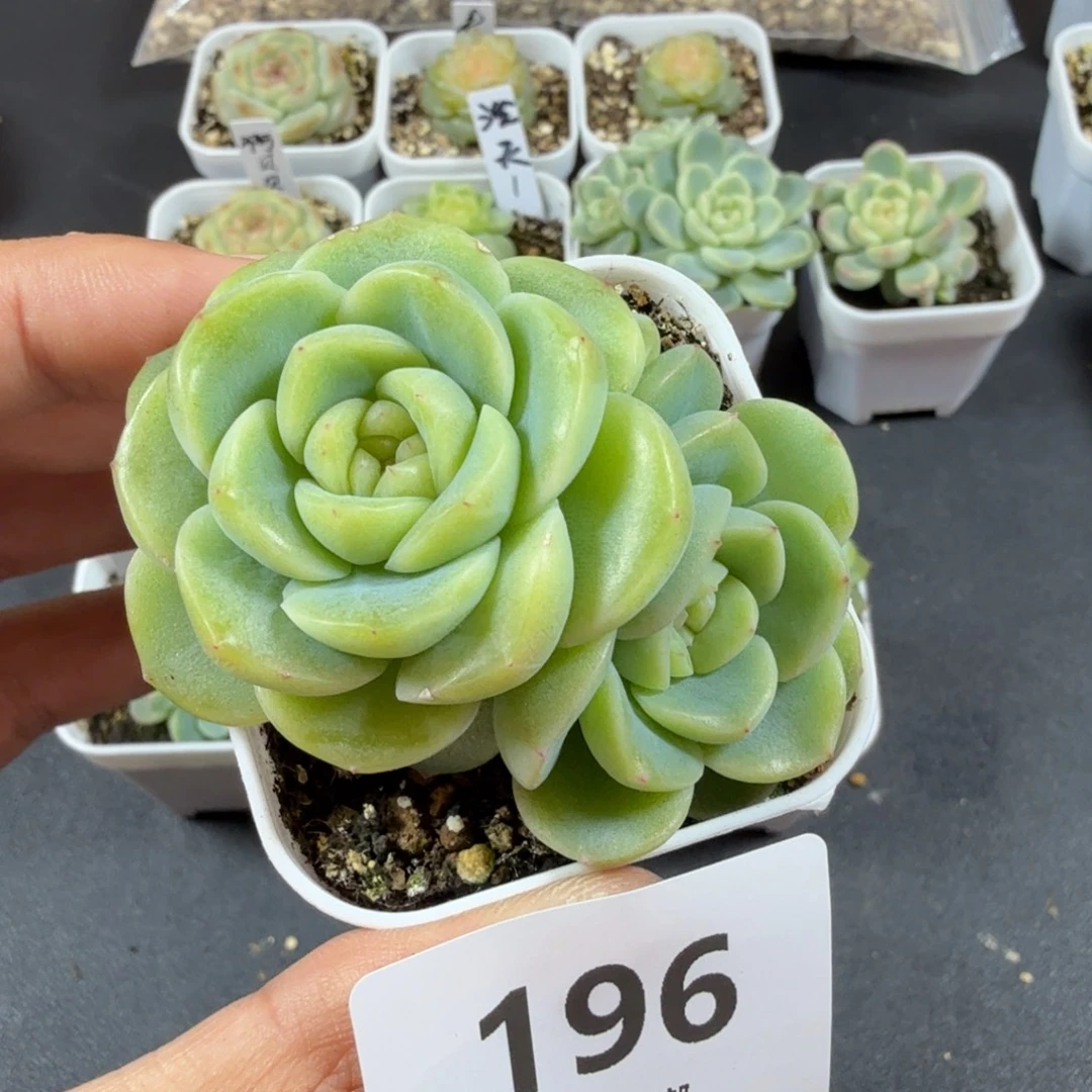 谪仙双头一物一拍196