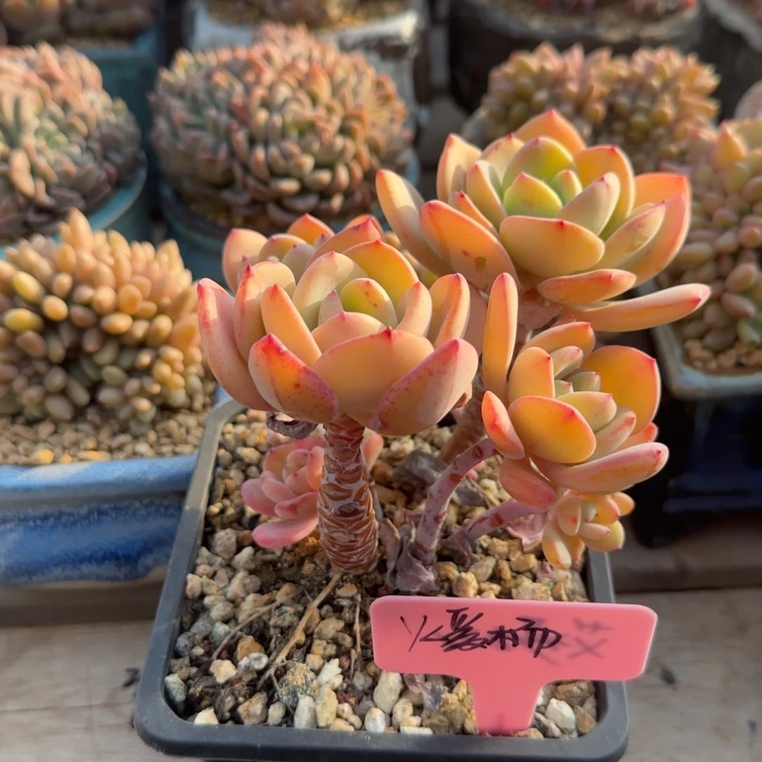 叠也红拉糖68石化五十包邮