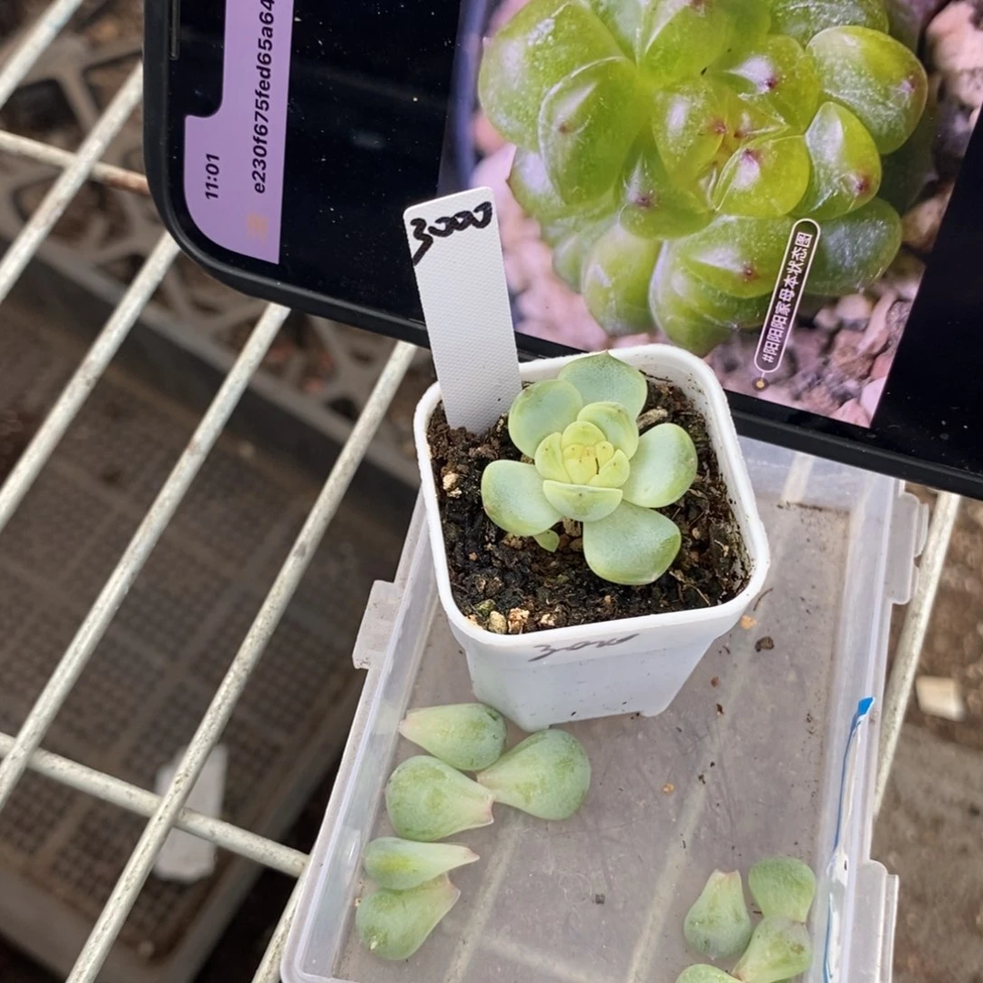 纯叶片甜心3000叶片一个