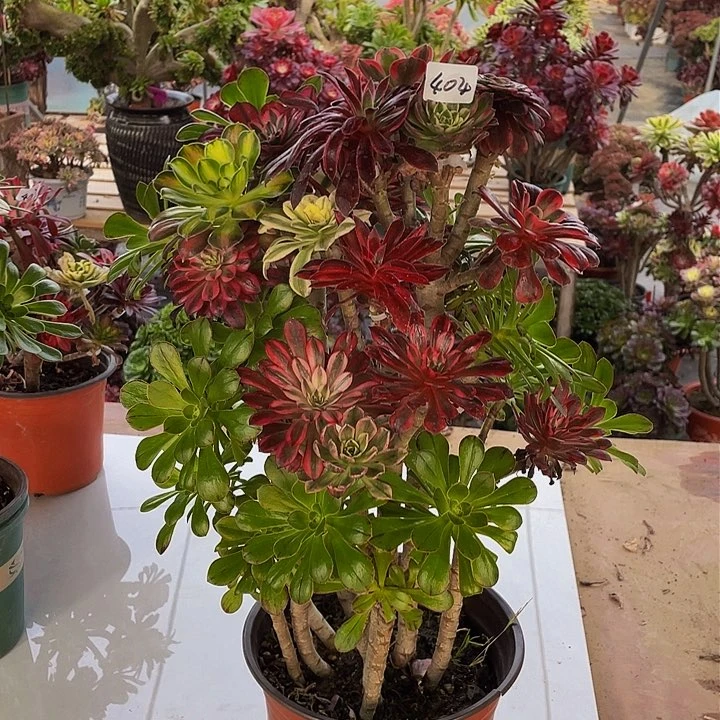 架接法师一个404号