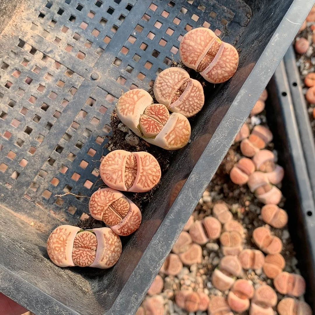 抹****?H145的人多肉植物