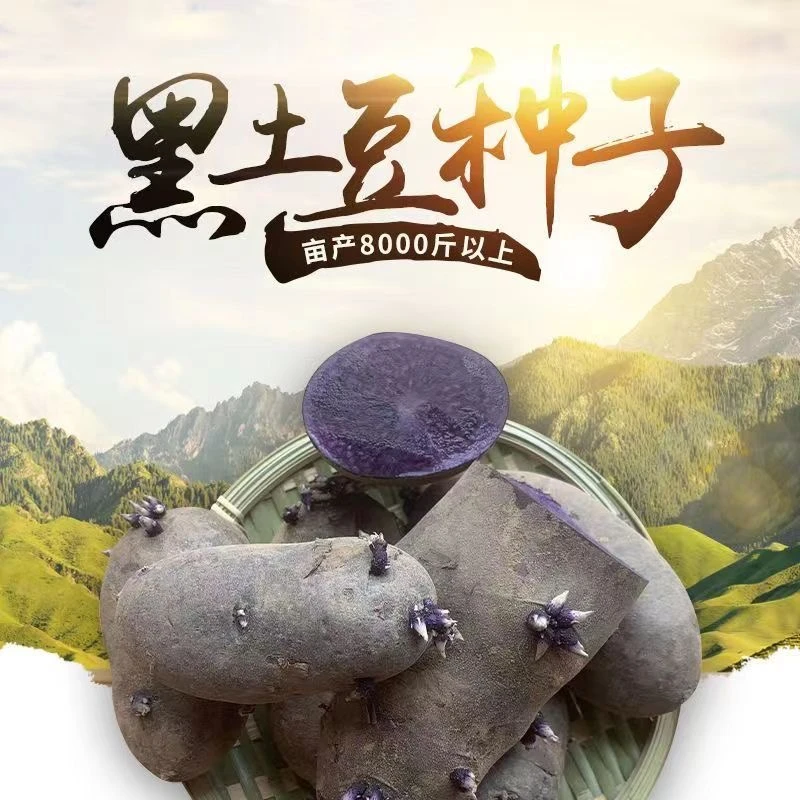 黑土豆种子黑金刚脱毒原种含花青素高产早熟耐寒种薯马铃薯种子