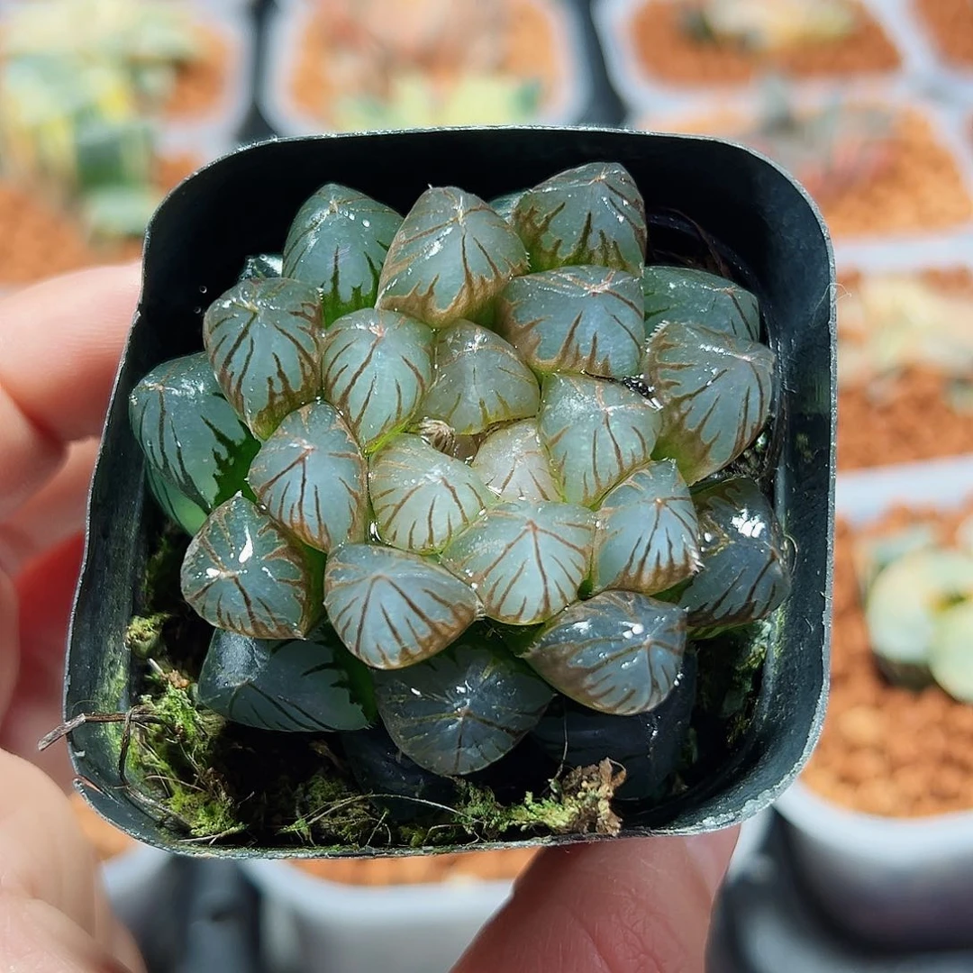 十二卷多肉龙爪玉露