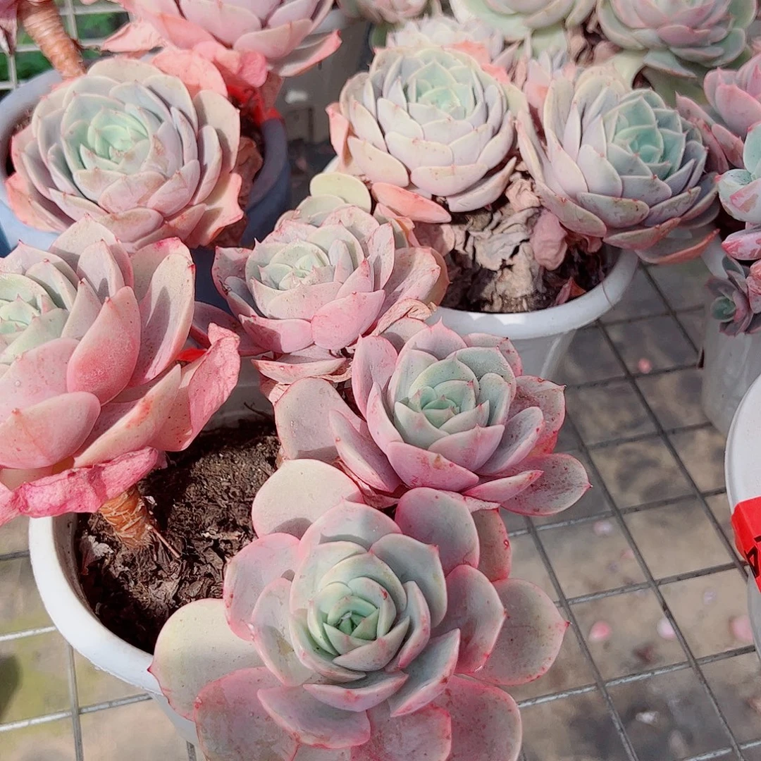 蓝色苍鹭多头大盆老桩特价