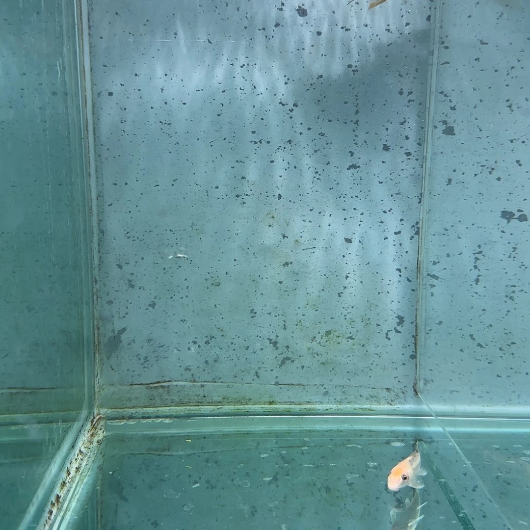 慈鲷星**比1066号小红帽