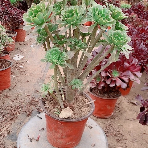 *****原始绿多肉植物法师36