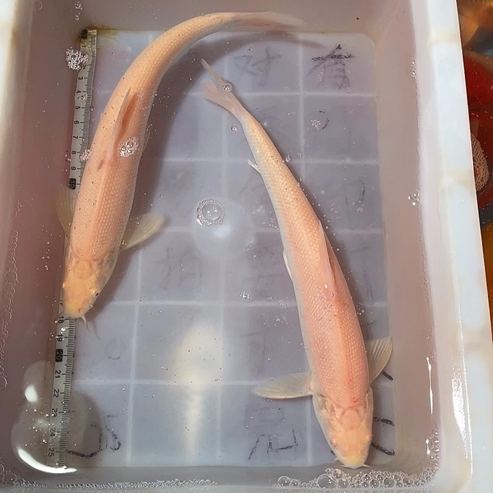 蝴蝶鲤鱼渔场直发19