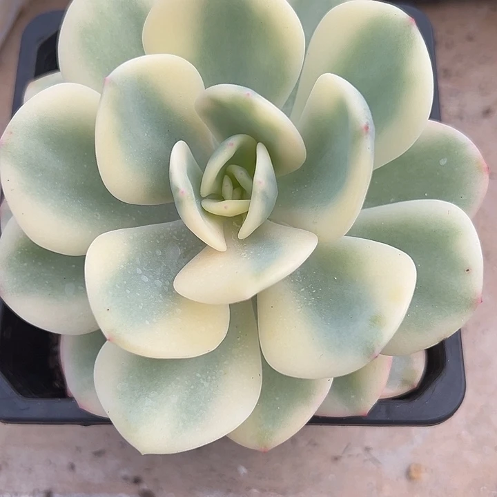 白月光锦多肉植物