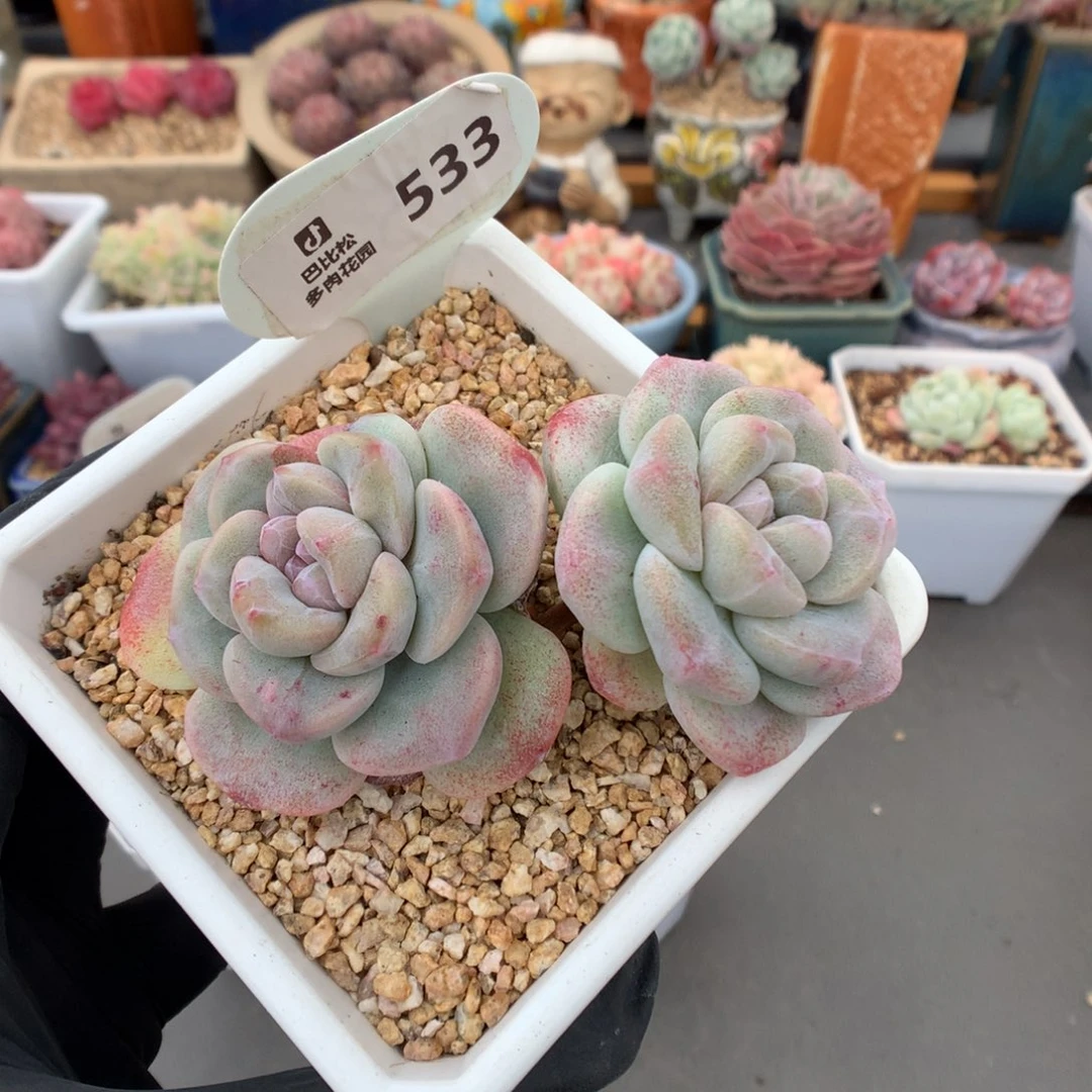 533 冰玉石化多肉