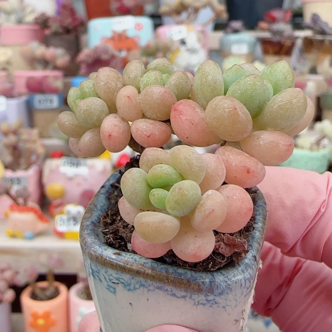 小洛可可 盆口2.5cm