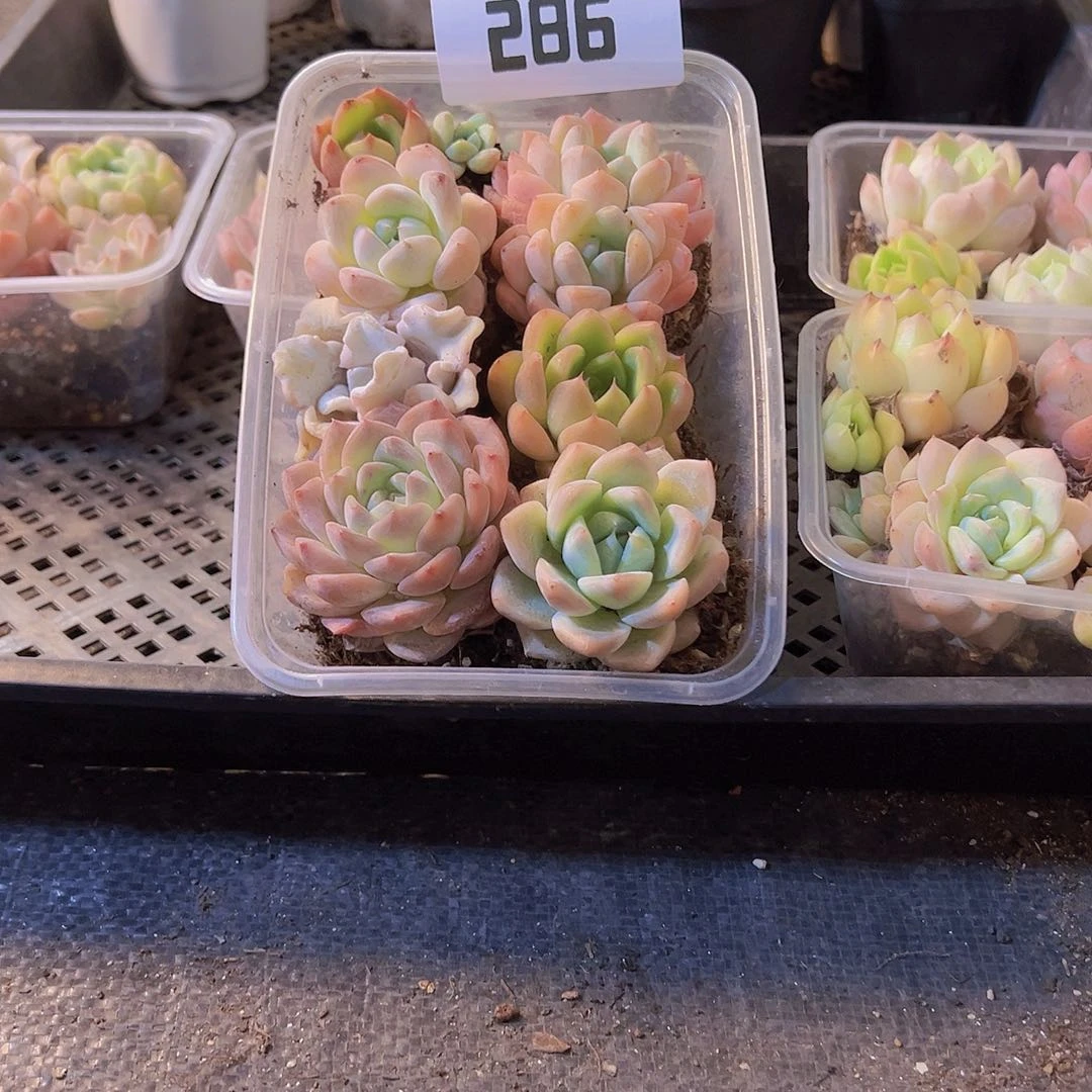 286，拼盘，多肉植物
